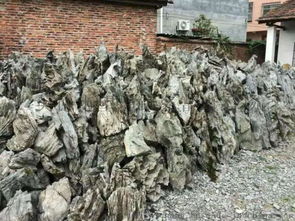 英石 廣東英石 英石批發廠家 峰石 假山石 景觀石 刻字石 規格齊全 價格優惠圖片,英石 廣東英石 英石批發廠家 峰石 假山石 景觀石 刻字石 規格齊全 價格優惠高清圖片