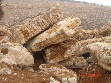 龜紋石 景觀石供應